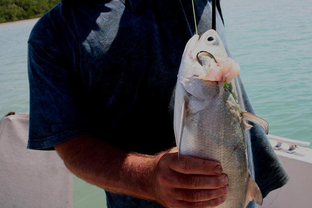 Lasso your fish Lasso your fish